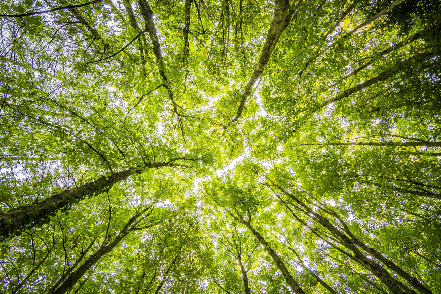 Medioambiente